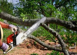 Best Seasonal Cleanup  in Pennington Gap, VA